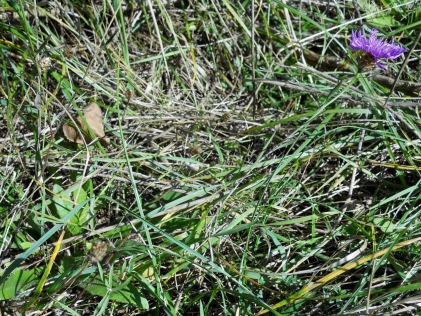 Centaurea jacea s.l.